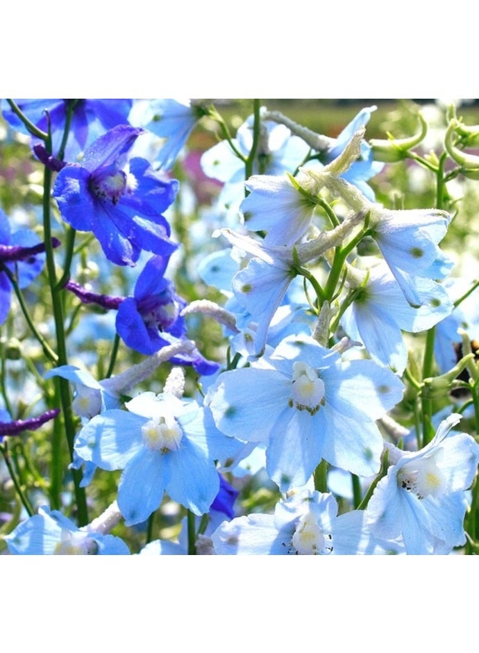 200 Pcs Larkspur Clivedon Beauty - Delphinium Cultorum Belladonna Flower Seeds, Home Garden Planting by Heavy Torch Mix Color - Image 3